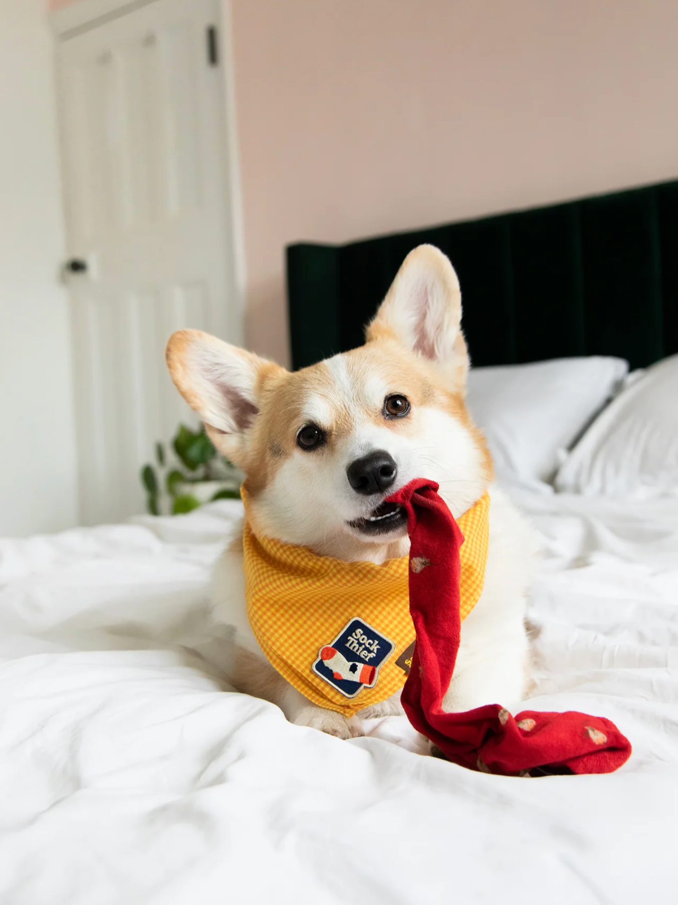 Iron-on Patch Sock thief