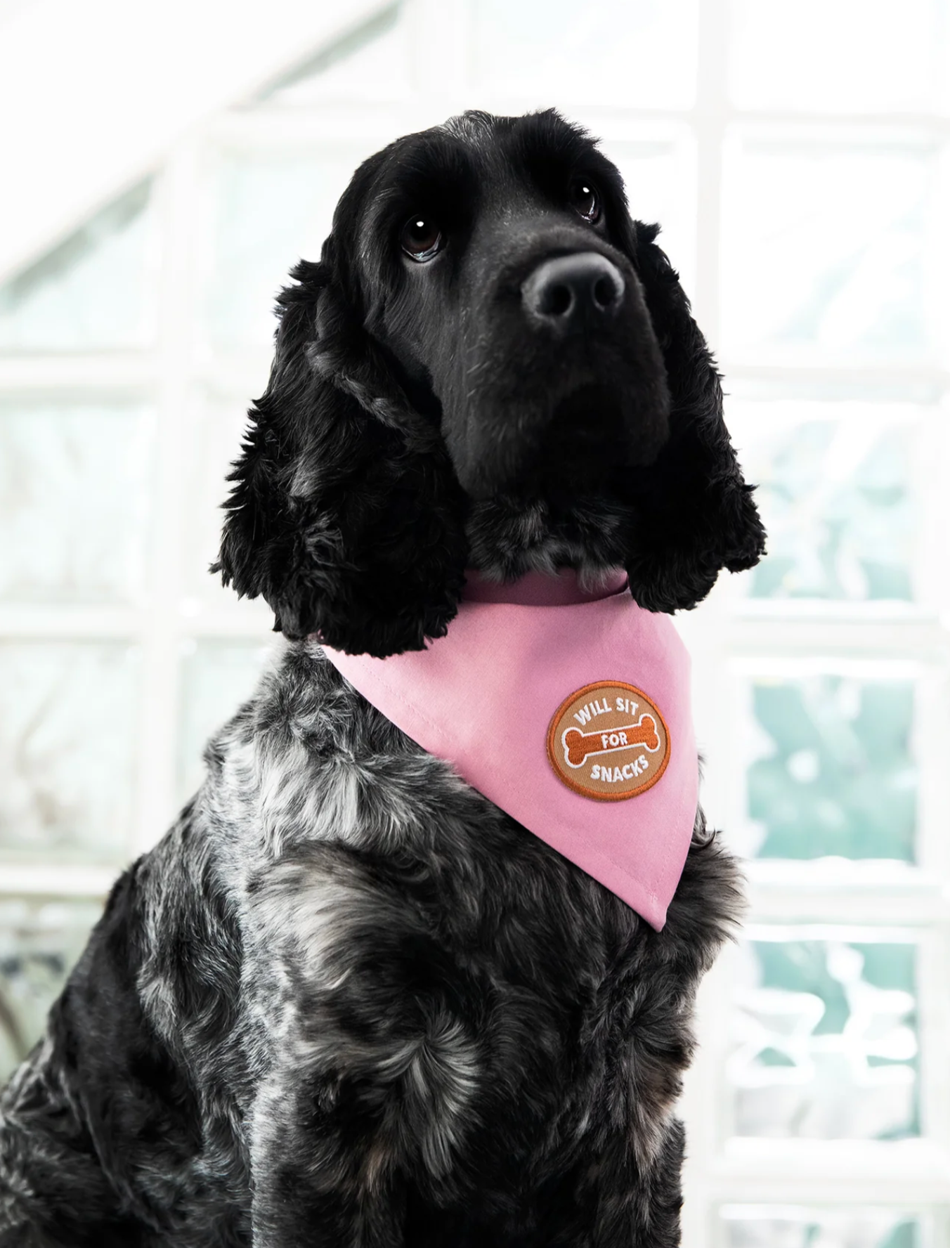 Iron-on Patch Will sit for snacks