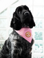 Iron-on Patch Will sit for snacks
