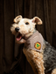 Iron-on Patch Wilderness explorer